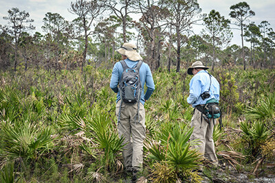 Selby Gardens Assists With Pine Island Plant Survey