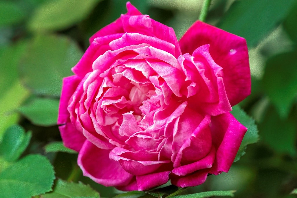 Up close of rose