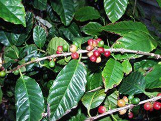 Wild Coffee – Coffea Arabica