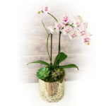 Photo of Orchid Arrangement