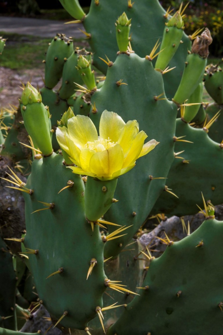 Opuntia stricta in flower now at Selby’s downtown campus 