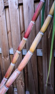 sugar cane stalk