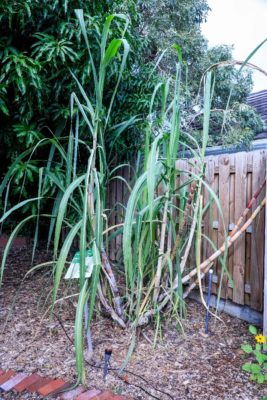sugar cane stalk