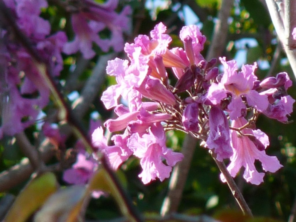 TREE FACTS: Pink Lapacho, the winter delight - Star of Mysore