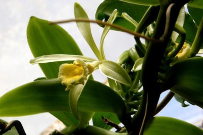 vanilla orchid in bloom