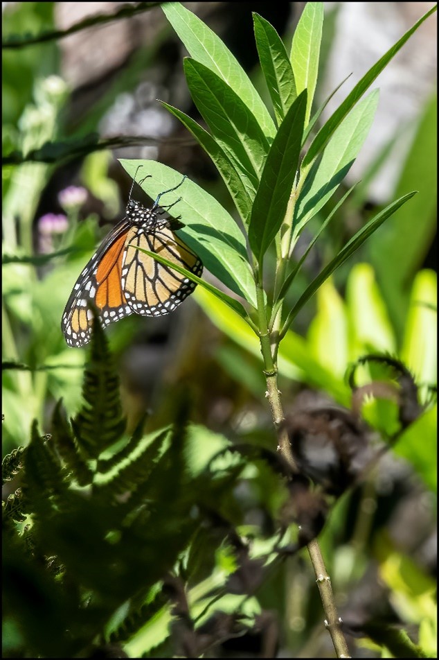 monarch wade collier