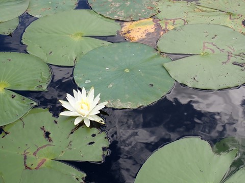 Waterlily in bloom
